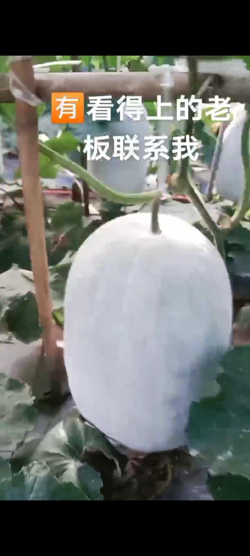 农家特产银灰色大冬瓜，产品储量丰富，可议价电话咨询