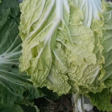 黄心大白菜