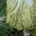 黄心大白菜