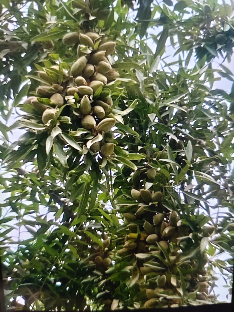 新鲜巴旦木