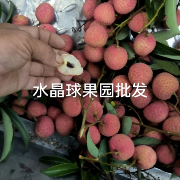 荔枝水晶球桂味