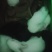 家兔
