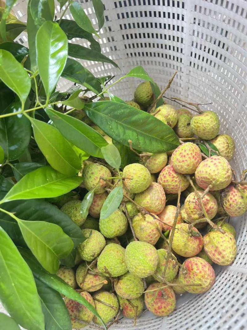 东莞本地观音绿荔枝