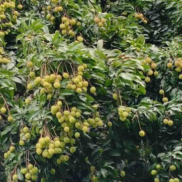 东莞本地观音绿荔枝