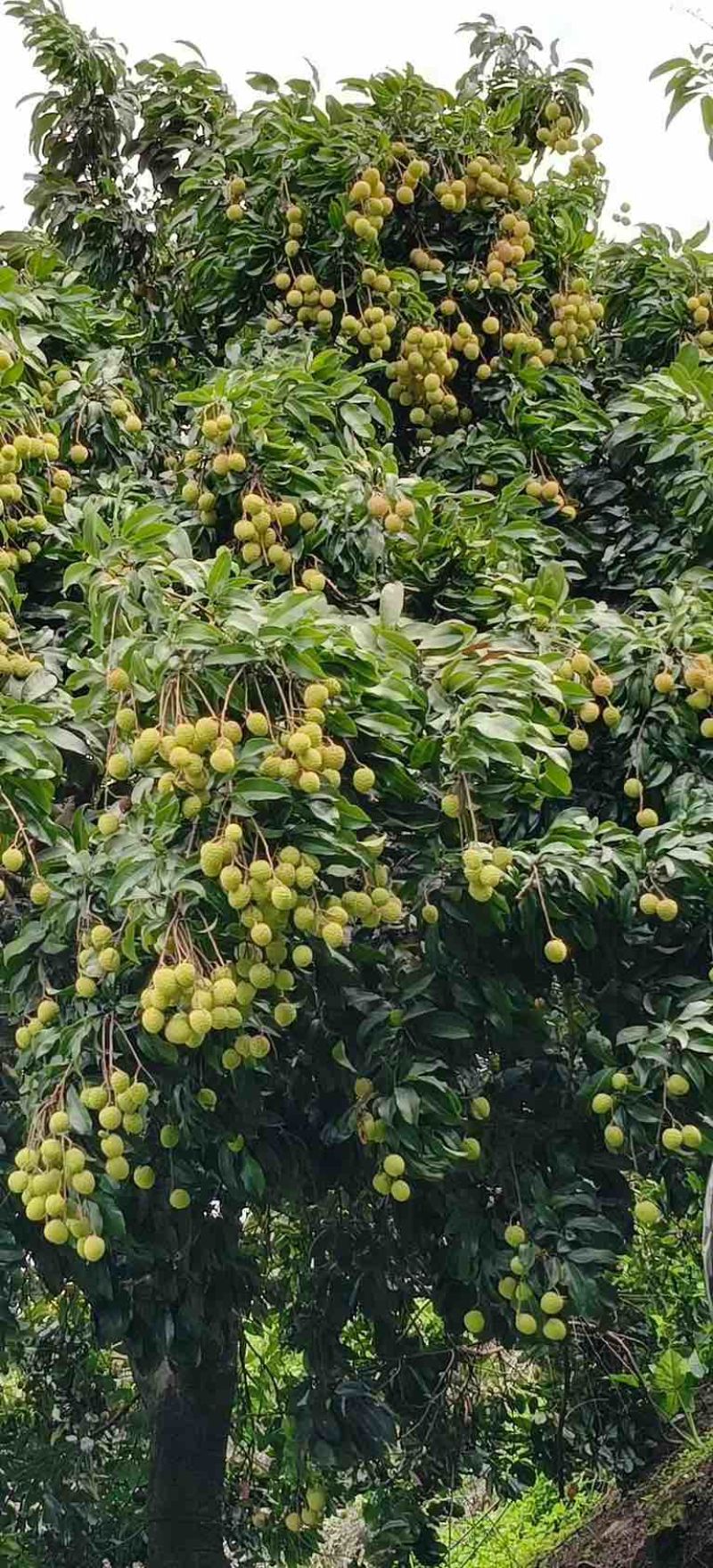 东莞本地观音绿荔枝