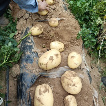 山东临沂土豆沃土