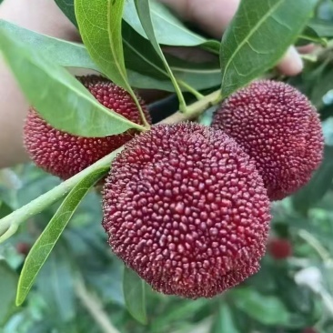 高山杨梅