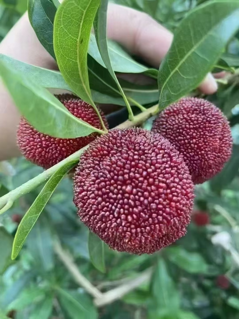 高山杨梅
