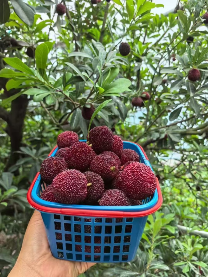 高山杨梅