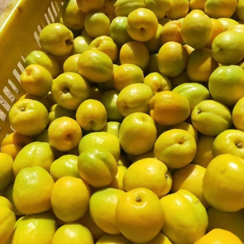 敦煌李广杏