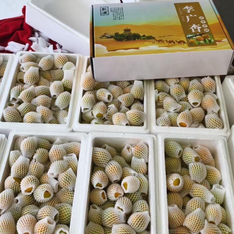 敦煌李广杏
