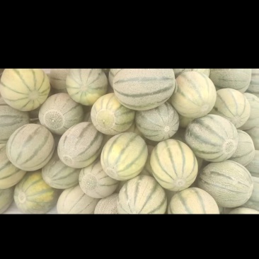 伽师县甜瓜🍈