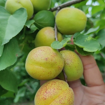荷兰香蜜杏