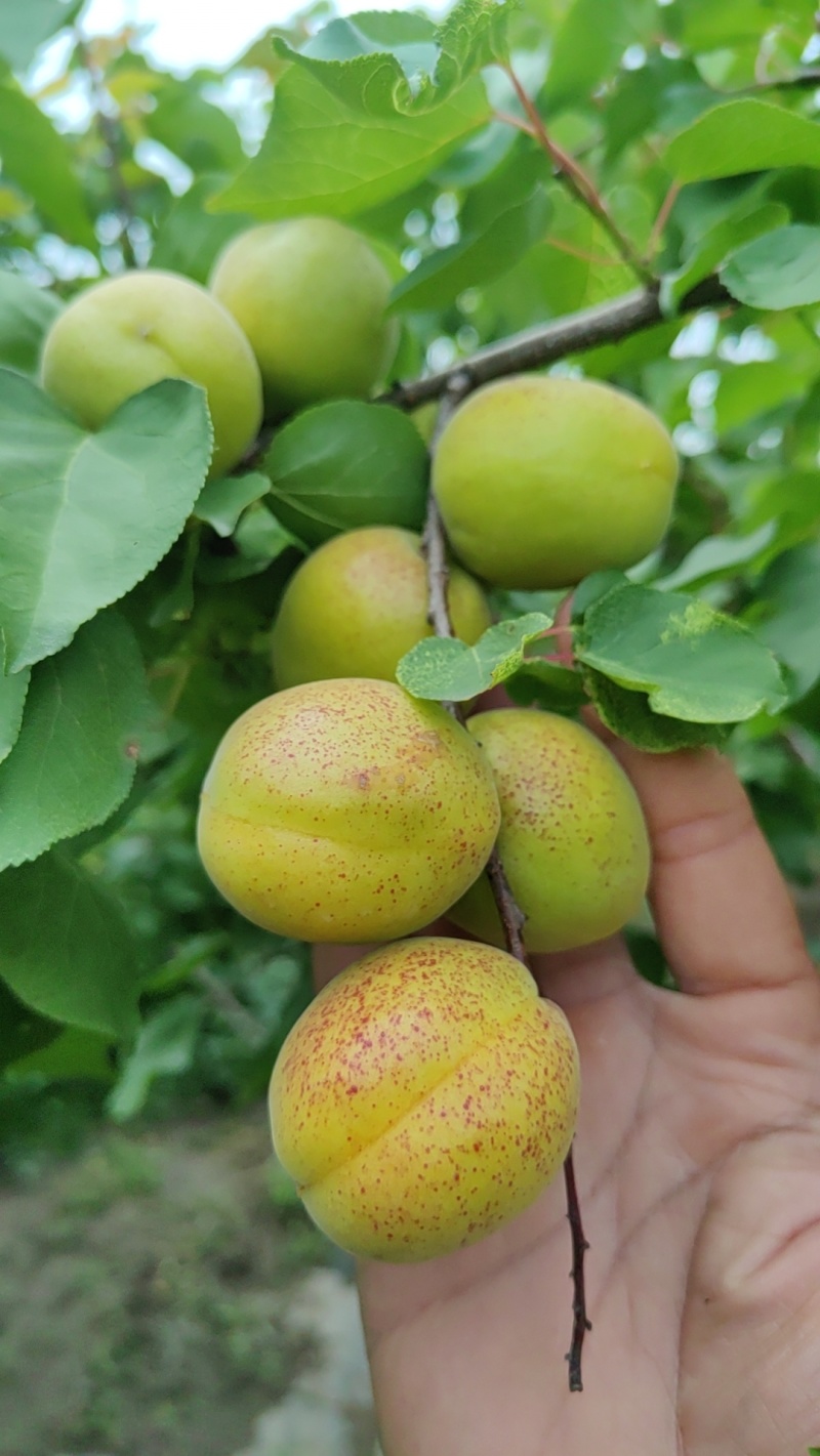 荷兰香蜜杏