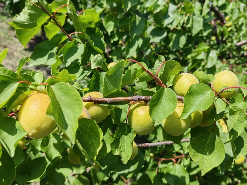 荷兰香蜜杏