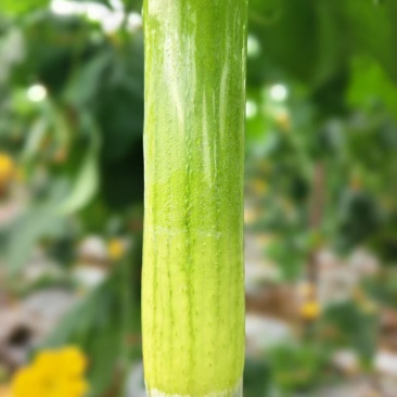 白玉丝瓜
