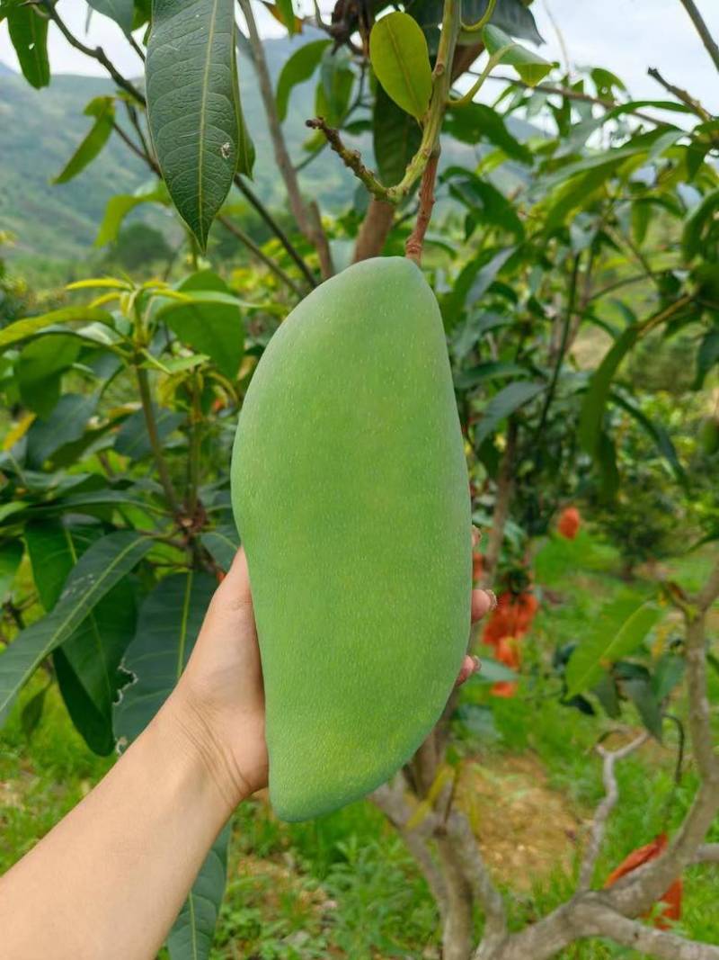 都是自己家种的芒果又好吃又甜皮薄肉厚的