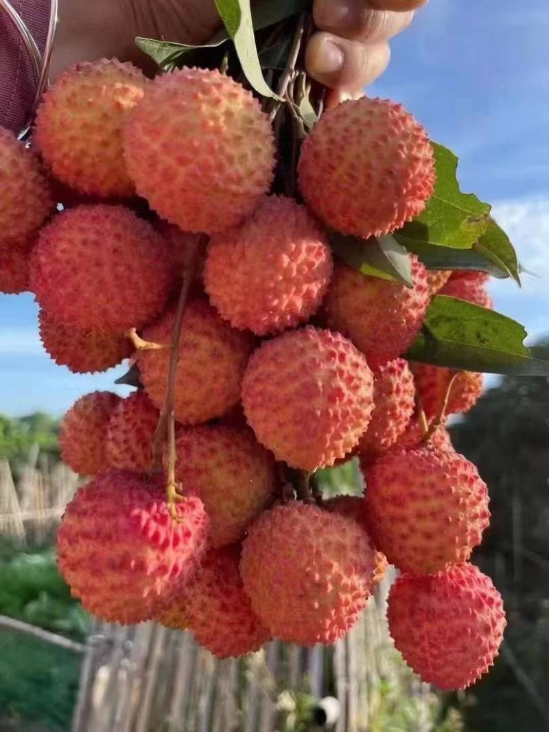 荔枝