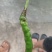 8号辣椒西红柿尖椒