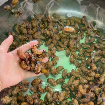 新鲜当季金蝉