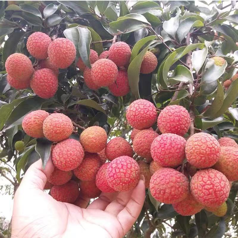自家果园荔枝