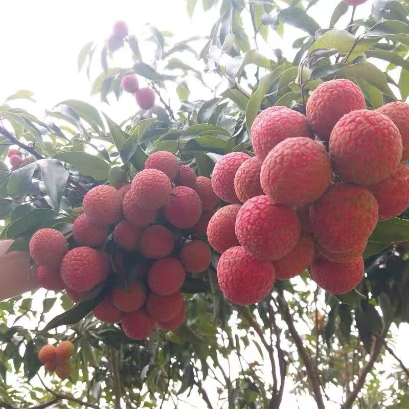 自家果园荔枝