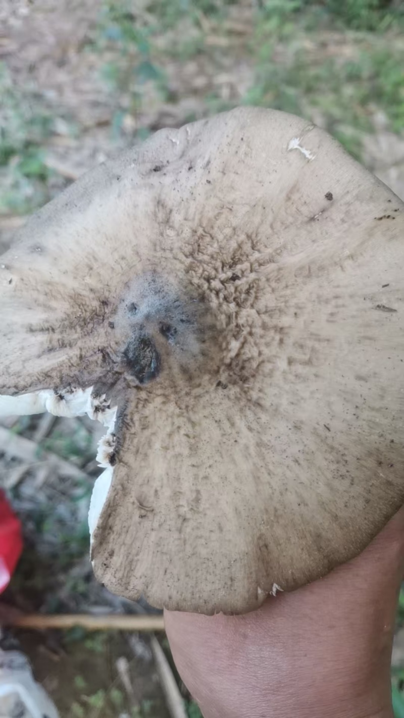 斗鸡菇。懂的来