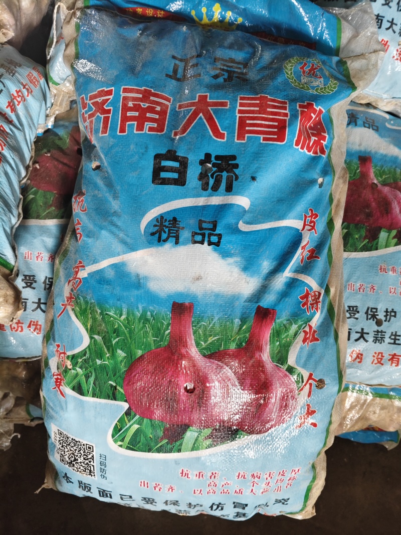 济南大青称蒜种，个大皮紫辦红，现货25吨。