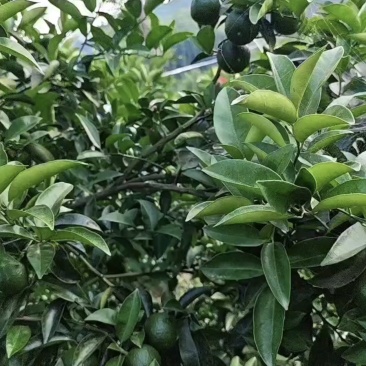 新鲜枳壳