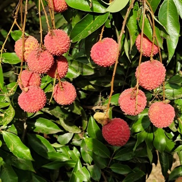 桂味荔枝