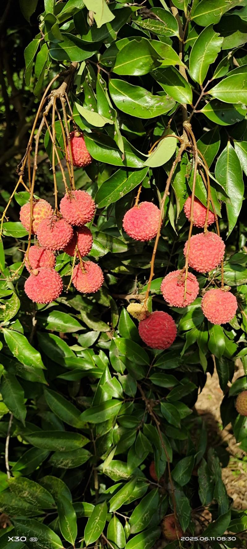 桂味荔枝