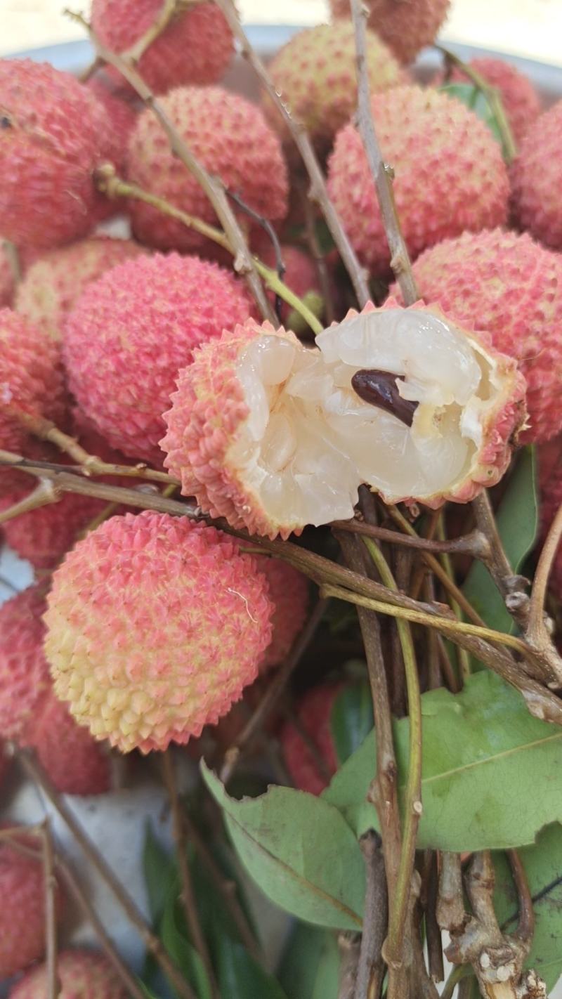 桂味荔枝