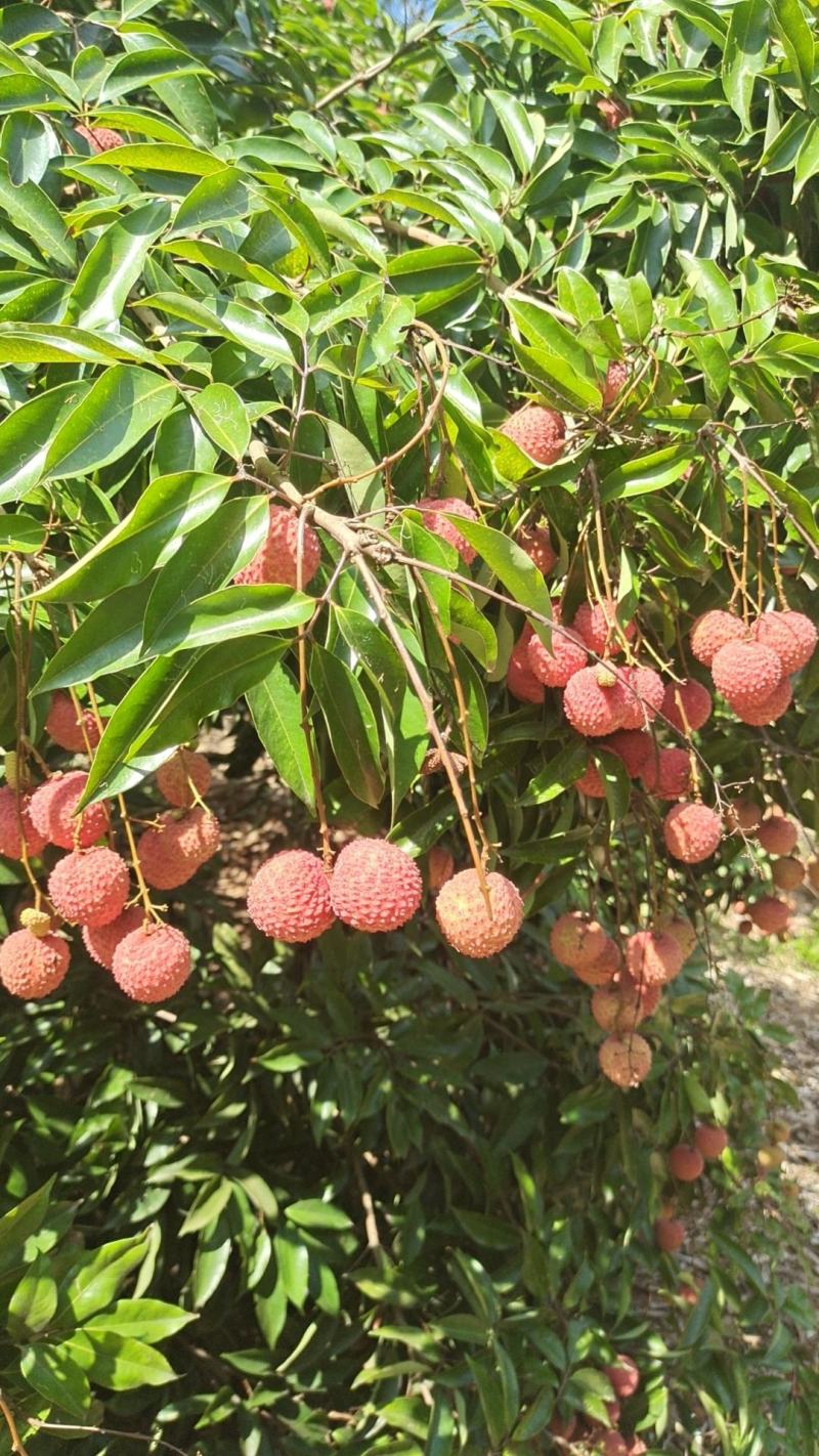 桂味荔枝