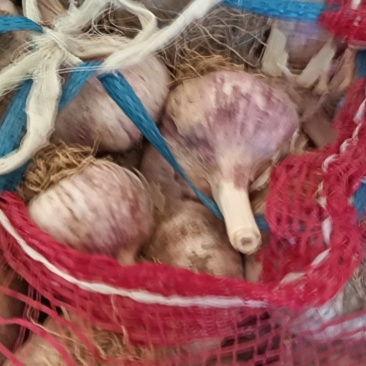 紫皮大蒜