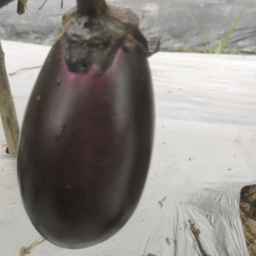 宁波鹅蛋茄