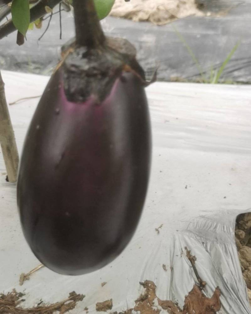 宁波鹅蛋茄