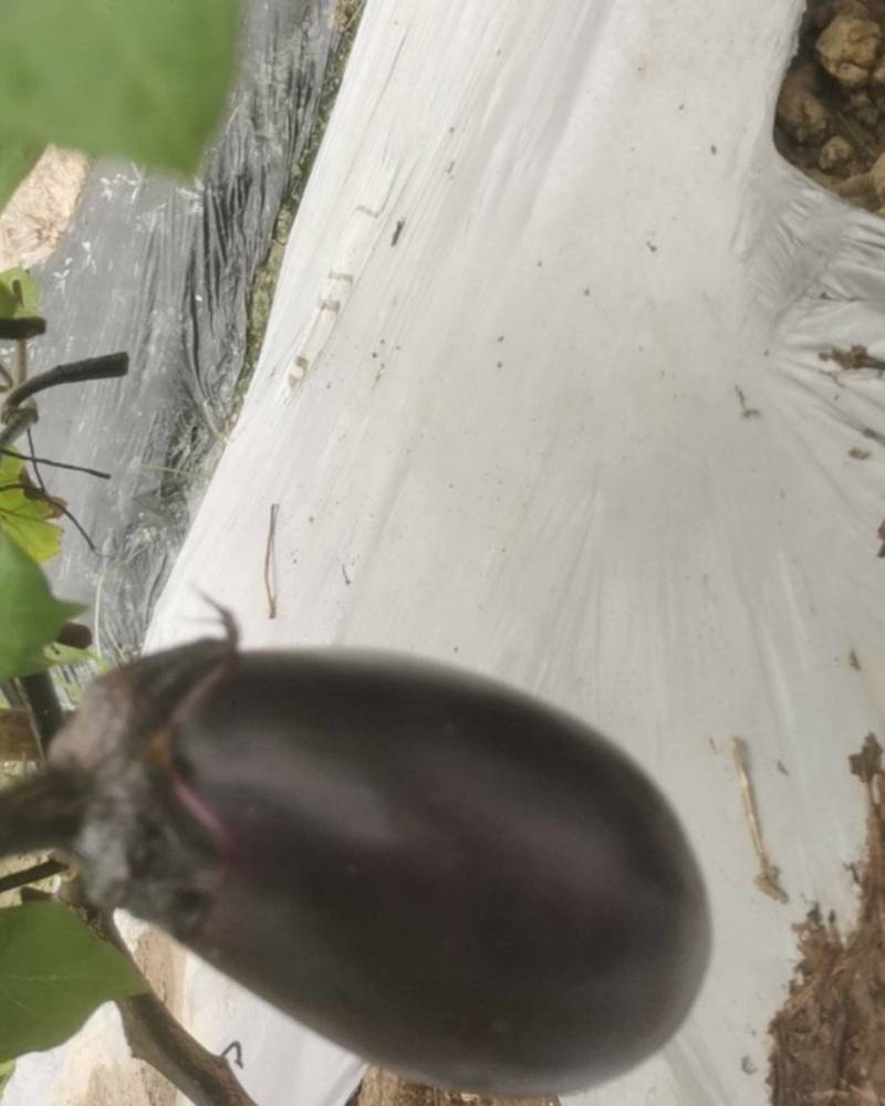 宁波鹅蛋茄