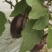 宁波鹅蛋茄