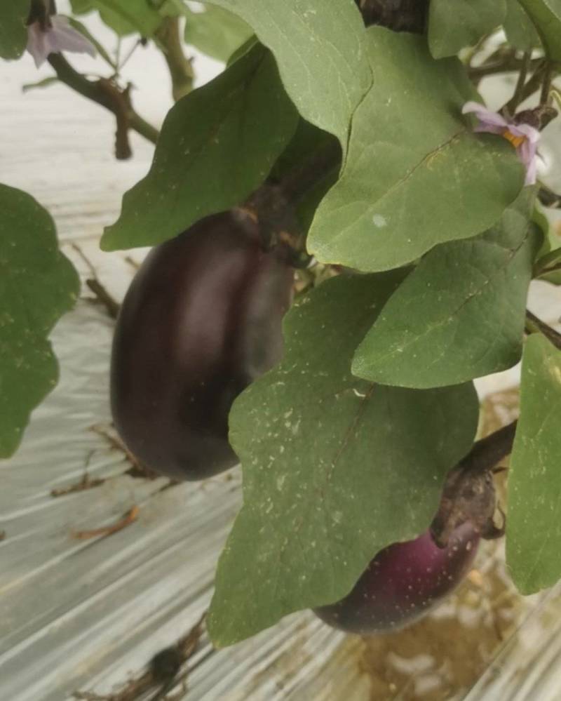 宁波鹅蛋茄
