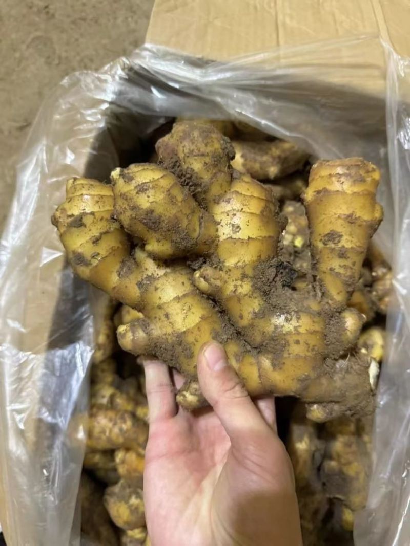 山东大黄姜产地直销，市场批发供应出口级电商货大量供应