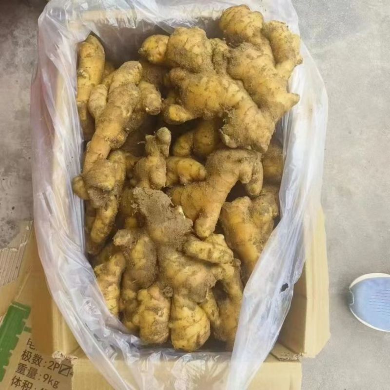 山东大黄姜产地直销，市场批发供应出口级电商货大量供应
