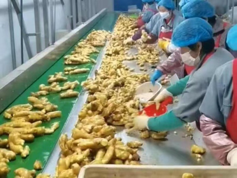 山东大黄姜产地直销，市场批发供应出口级电商货大量供应