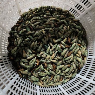 竹金蝉白蝉