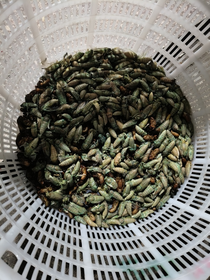 竹金蝉白蝉