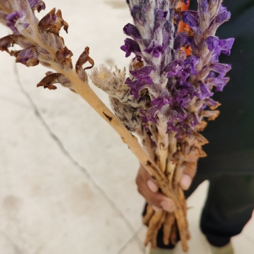 紫花列当