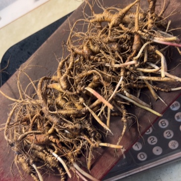 新鲜带土的鲜人参，煲汤炖菜，泡酒