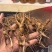 新鲜带土的鲜人参，煲汤炖菜，泡酒