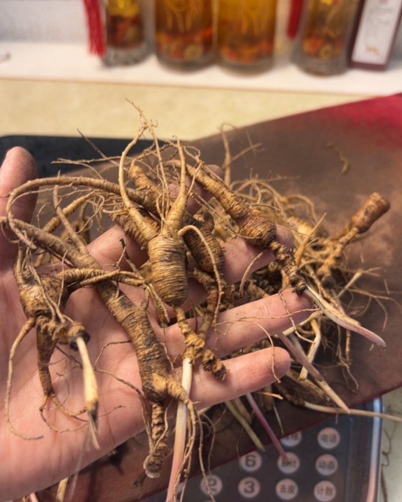 新鲜带土的鲜人参，煲汤炖菜，泡酒