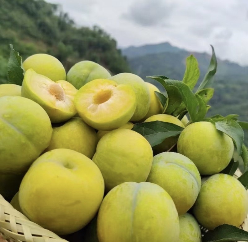 正宗六马蜂糖李