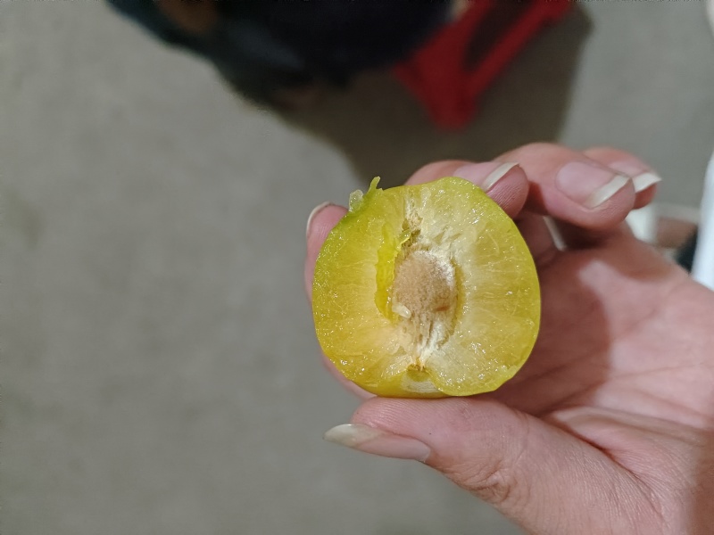 正宗六马蜂糖李